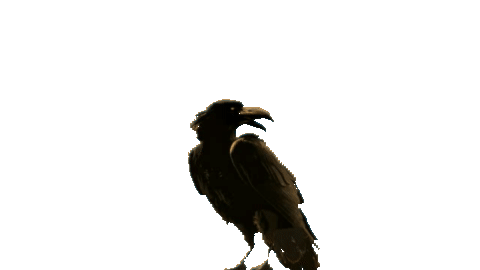 Corvus